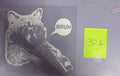 301 Raccoon Bruh