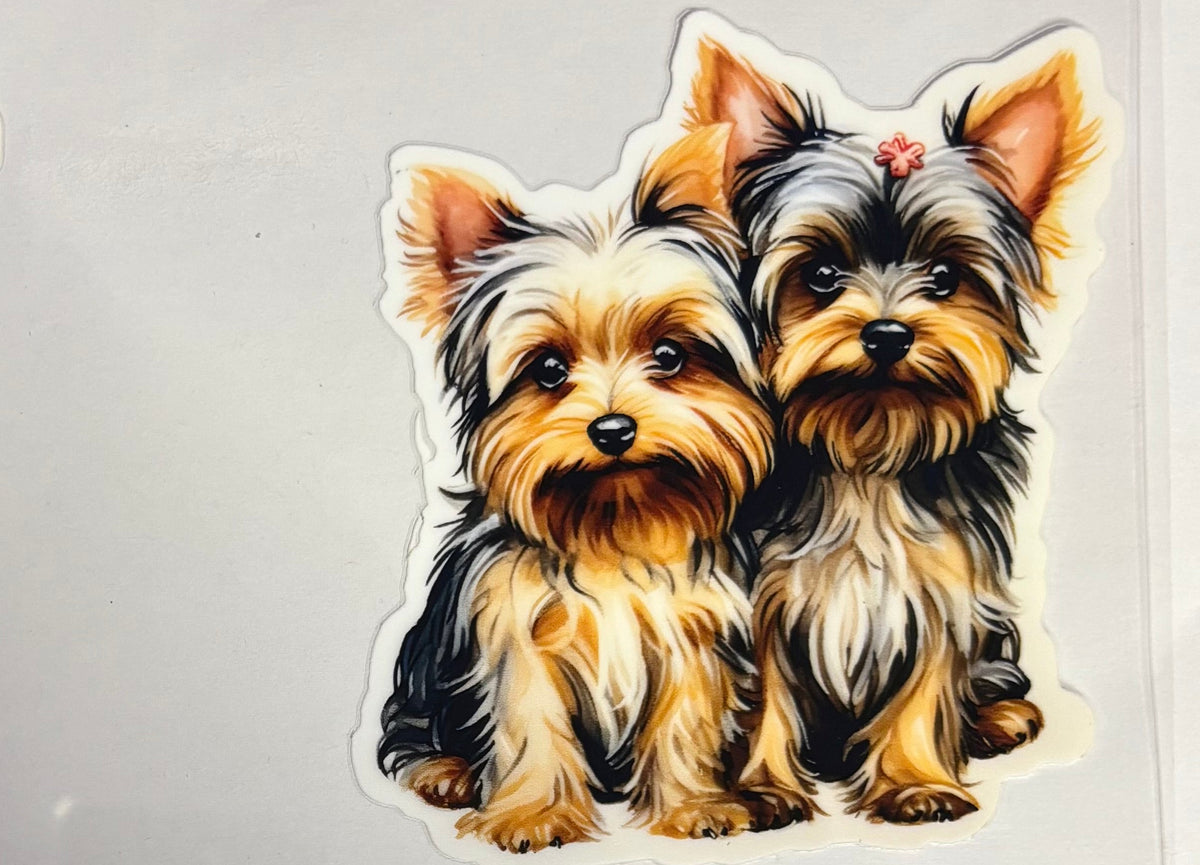 325 Yorkie