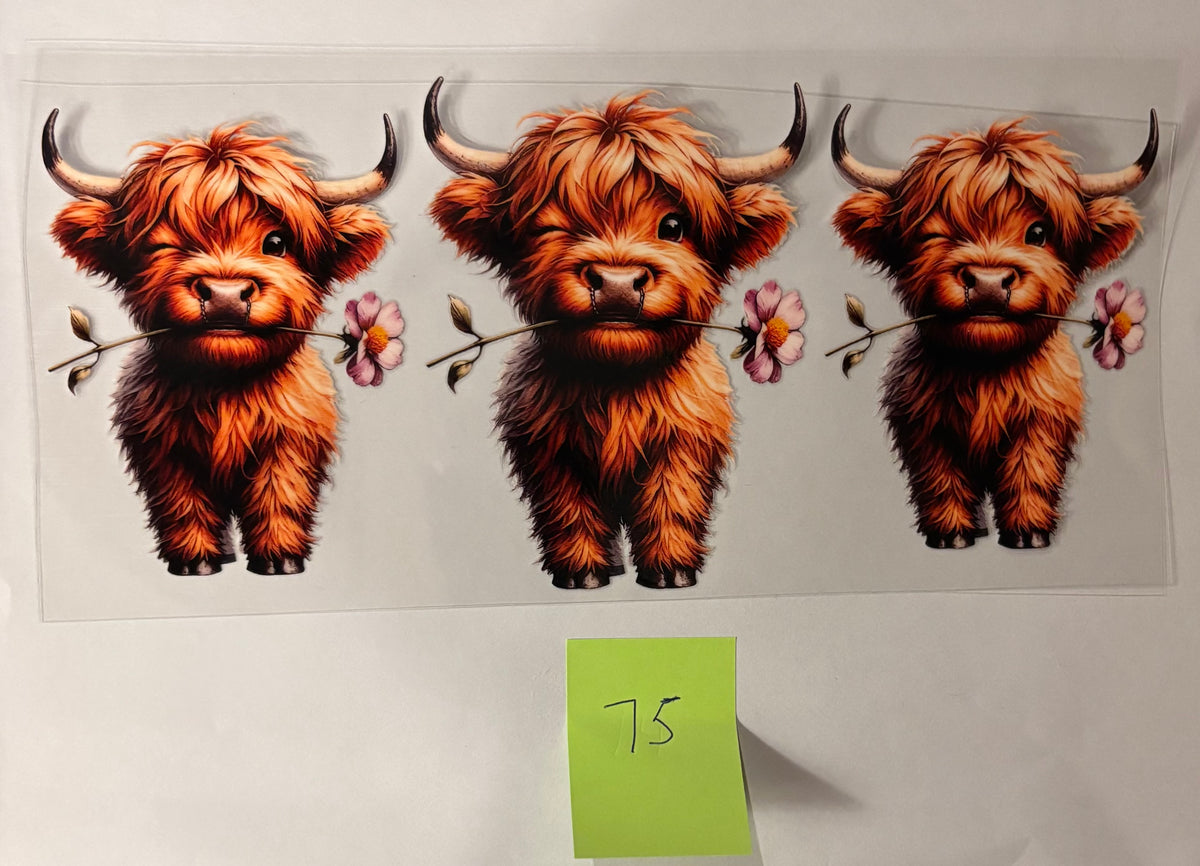 75 Highland Cow with Flower in mouth